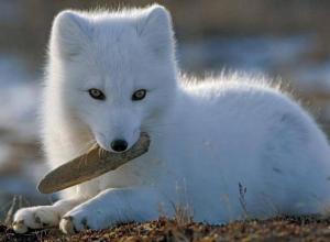 Песец, или полярная лисица (Alopex lagopus)Arctic fox, Polar fox, white fox (eng